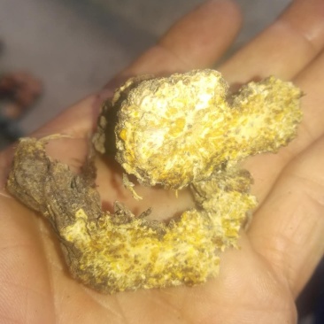 北苍术（朱砂点苍术）