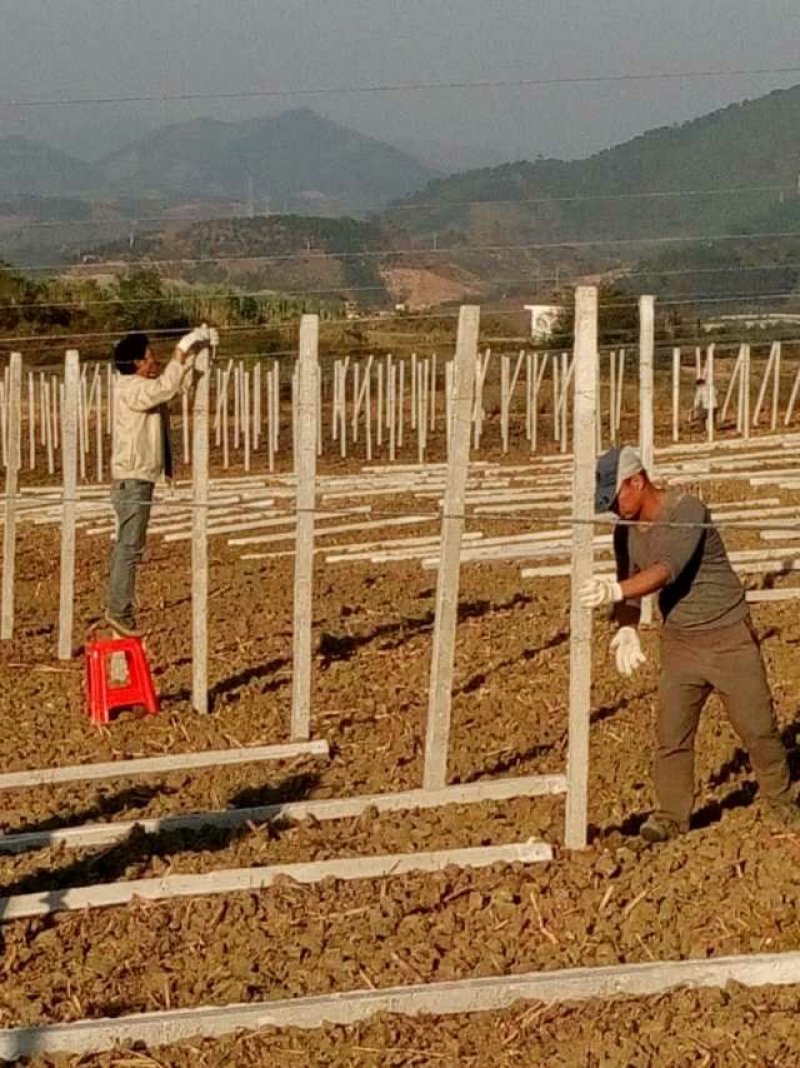 长期供应各种水瓜果所需要的水泥立柱