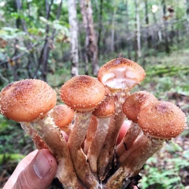 榛蘑