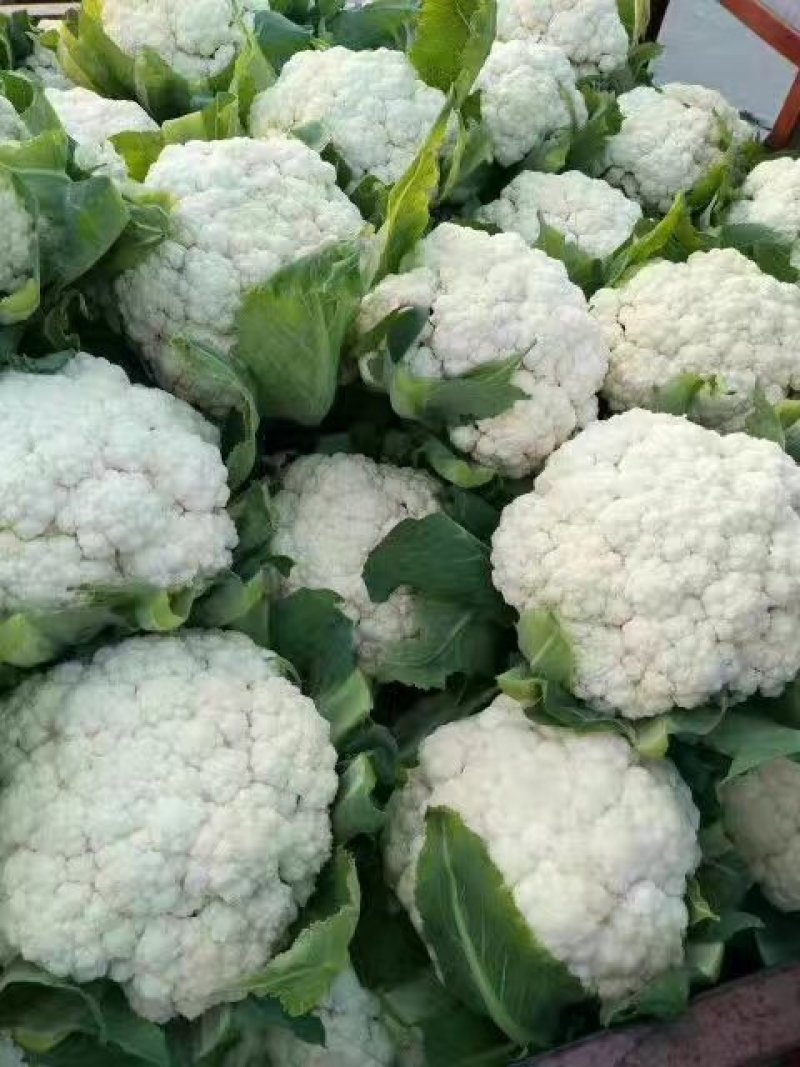 河北永年精品花菜大量供应中，可供大型批发市场超市和加工厂