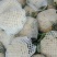 河北永年精品花菜大量供应中，可供大型批发市场超市和加工厂