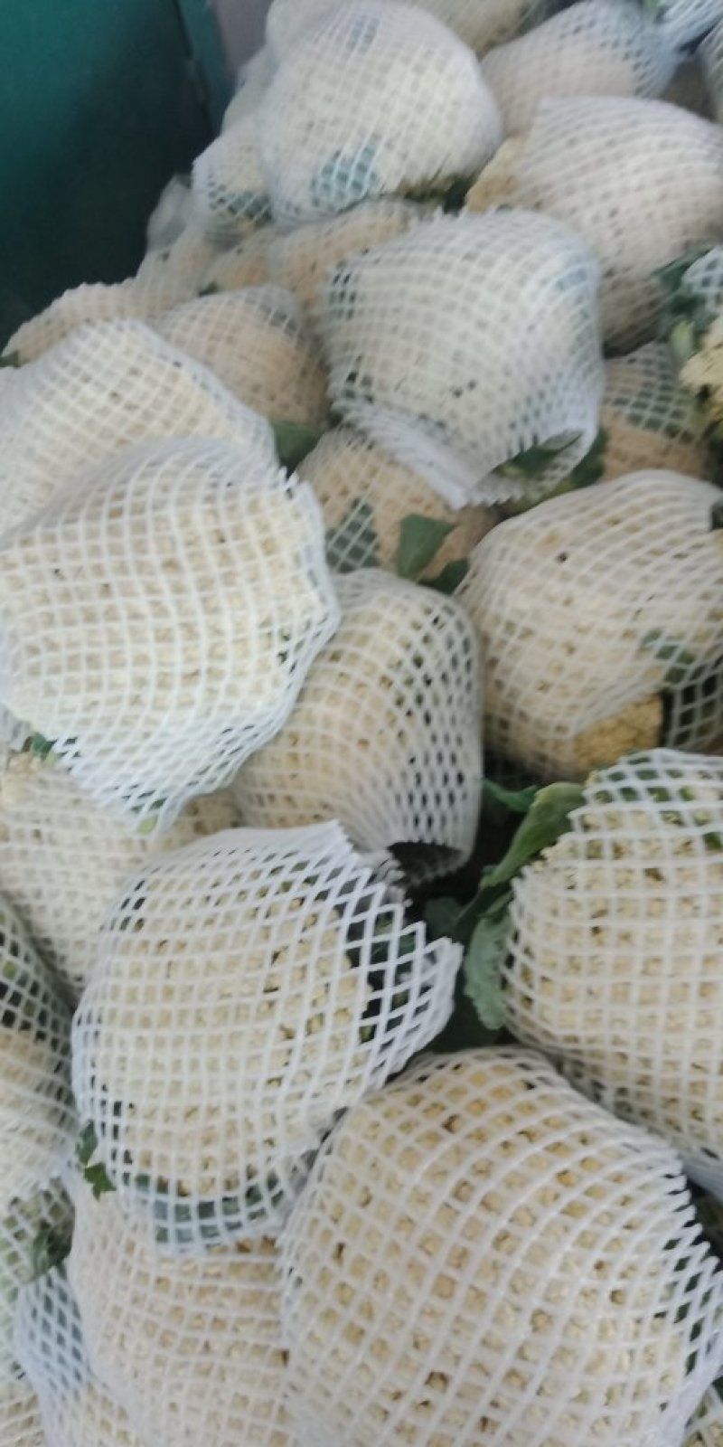 河北永年精品花菜大量供应中，可供大型批发市场超市和加工厂