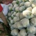 河北永年精品花菜大量供应中，可供大型批发市场超市和加工厂
