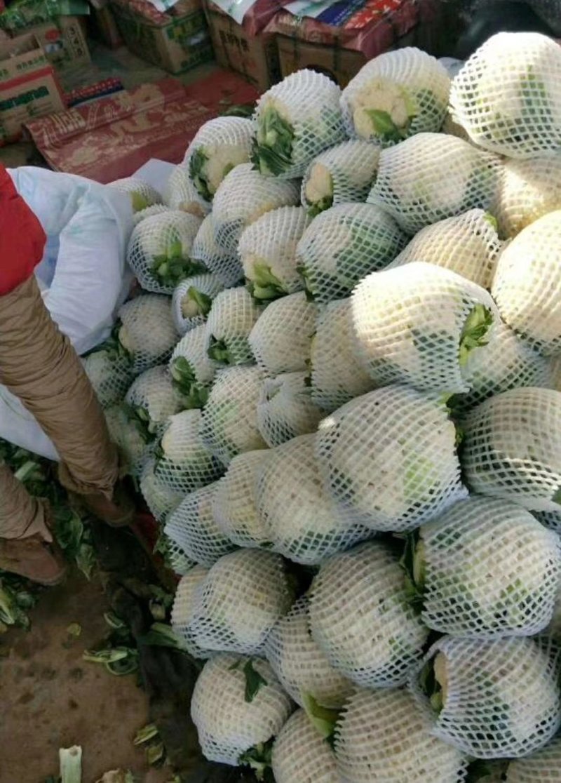 河北永年精品花菜大量供应中，可供大型批发市场超市和加工厂