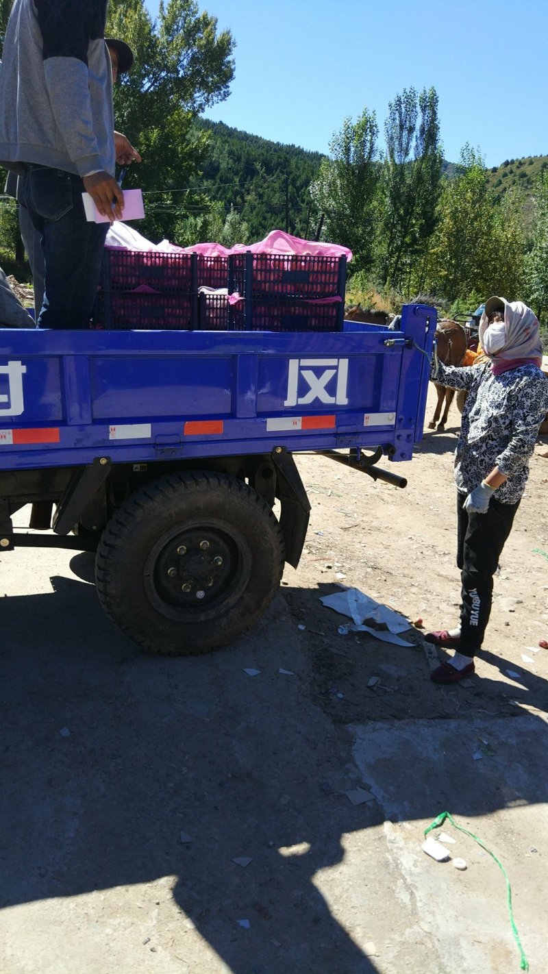123苹果花红苹果K9产地直供欢迎采购代收代发