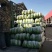 河北永年精品大白菜大量供应中，可供大型批发市场