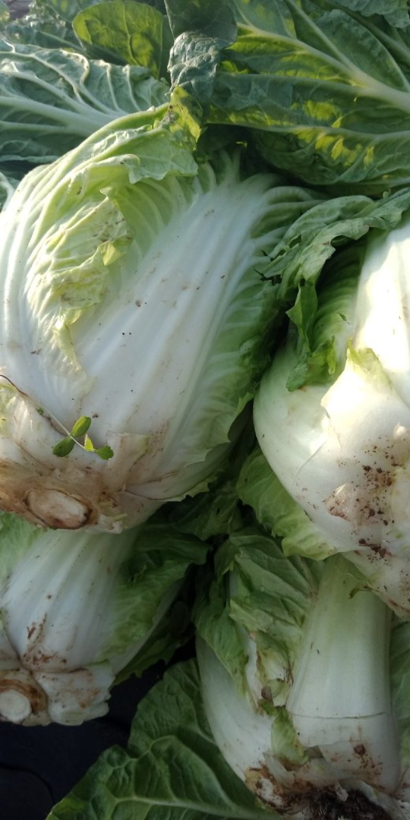 河北永年精品大白菜大量供应中，可供大型批发市场