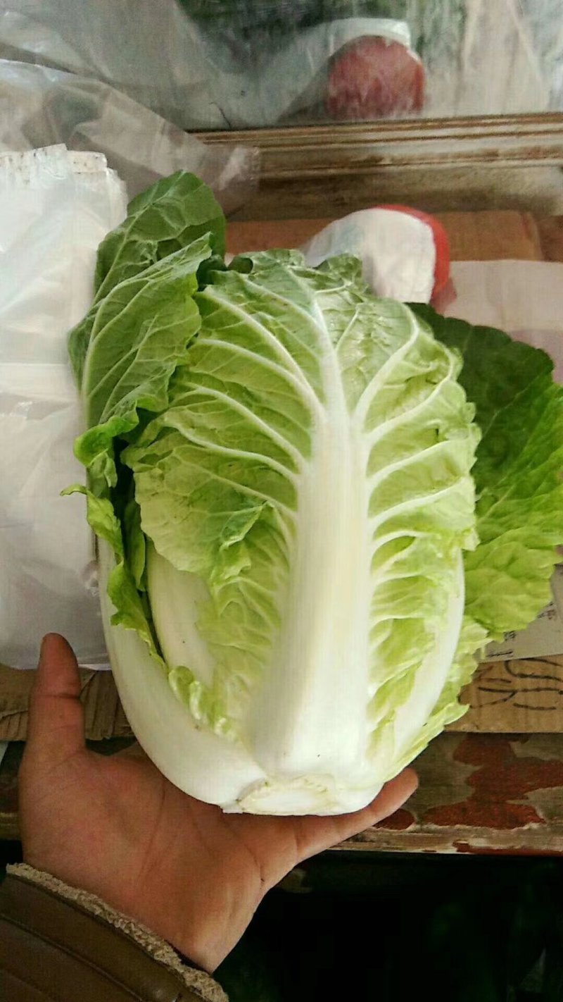 河北永年精品大白菜大量供应中，可供大型批发市场