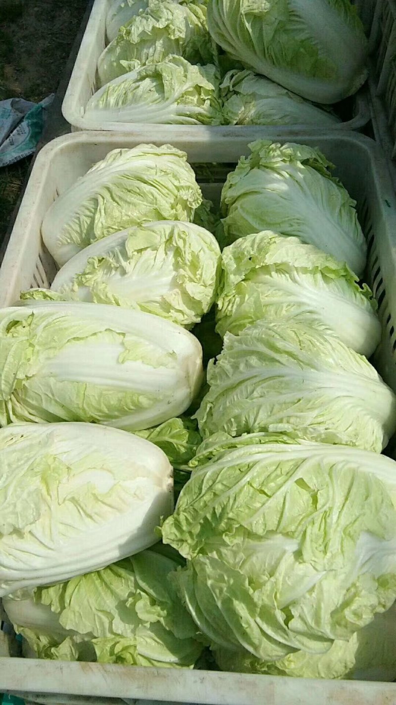 河北永年精品大白菜大量供应中，可供大型批发市场