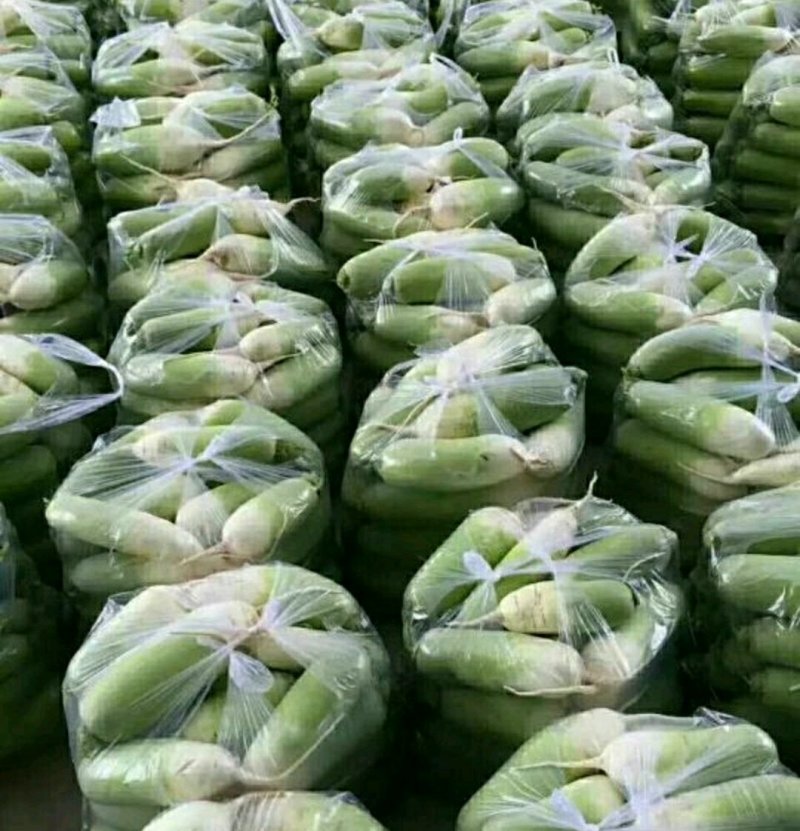 精品萝卜大量上市，欢迎选购