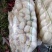 河北永年精品白萝卜大量供应中，可供大型批发市场.超市食堂