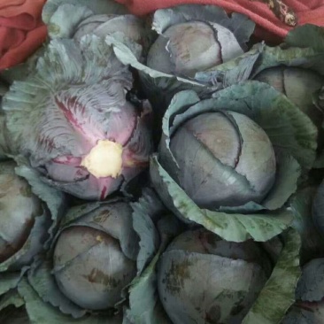 河北永年精品紫甘蓝大量供应中，可供大型批发市场