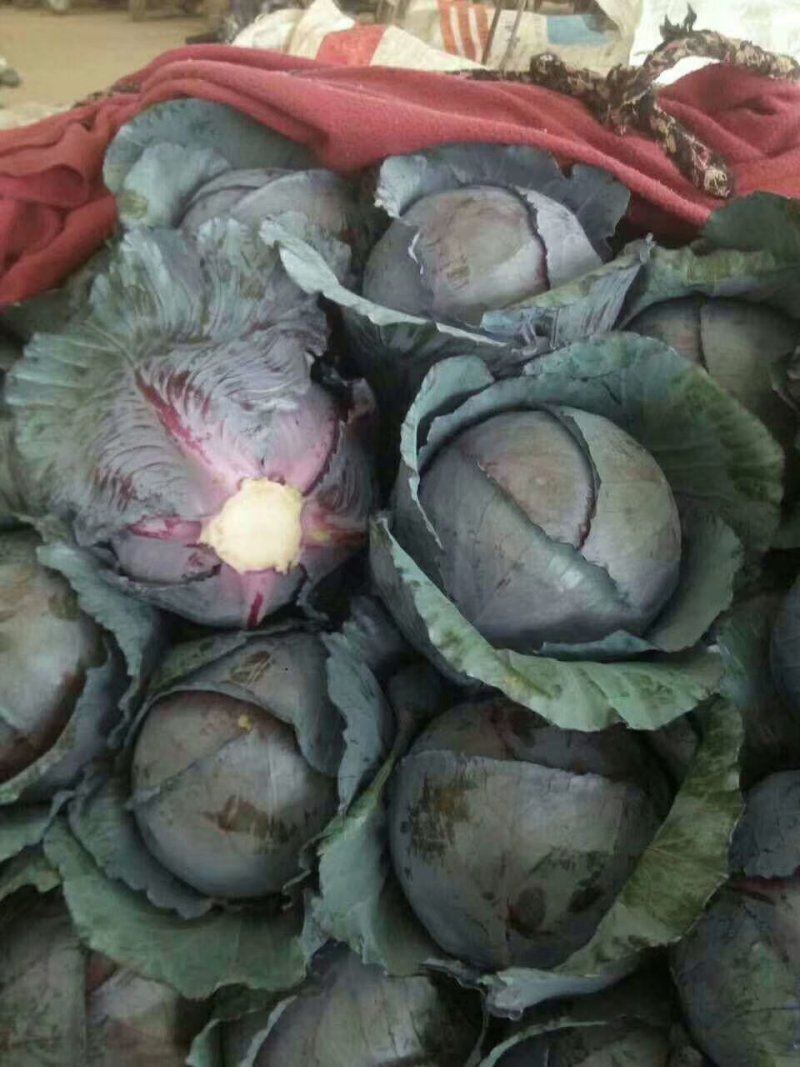 河北永年精品紫甘蓝大量供应中，可供大型批发市场