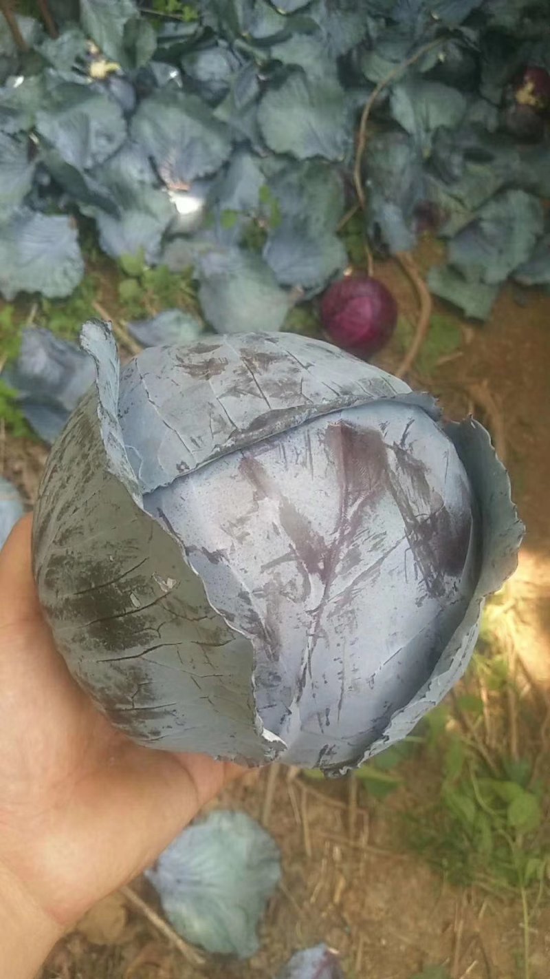 河北永年精品紫甘蓝大量供应中，可供大型批发市场