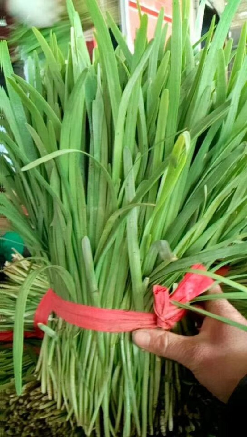 河北永年韭菜大量供应中
