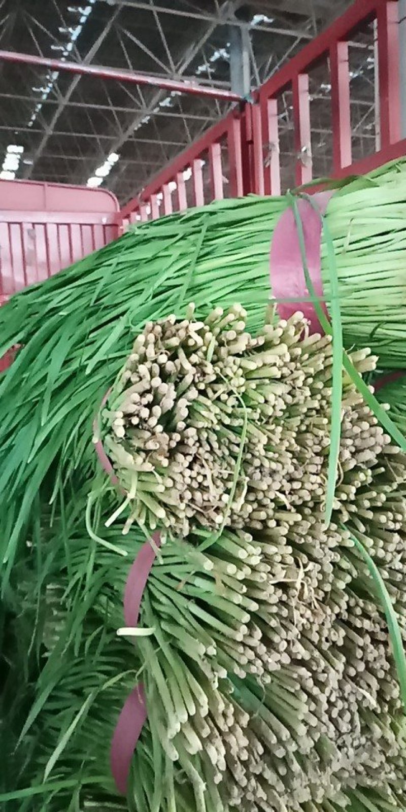 河北永年韭菜大量供应中