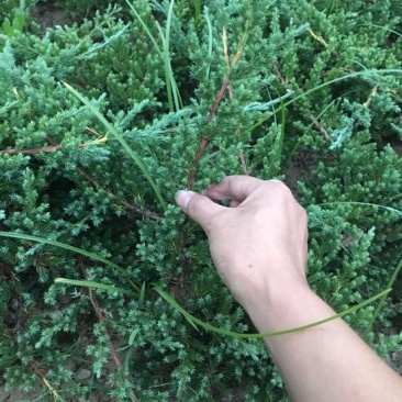 铺地柏地柏苗圃基地直发量大从优高30−60