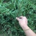 铺地柏地柏苗圃基地直发量大从优高30−60