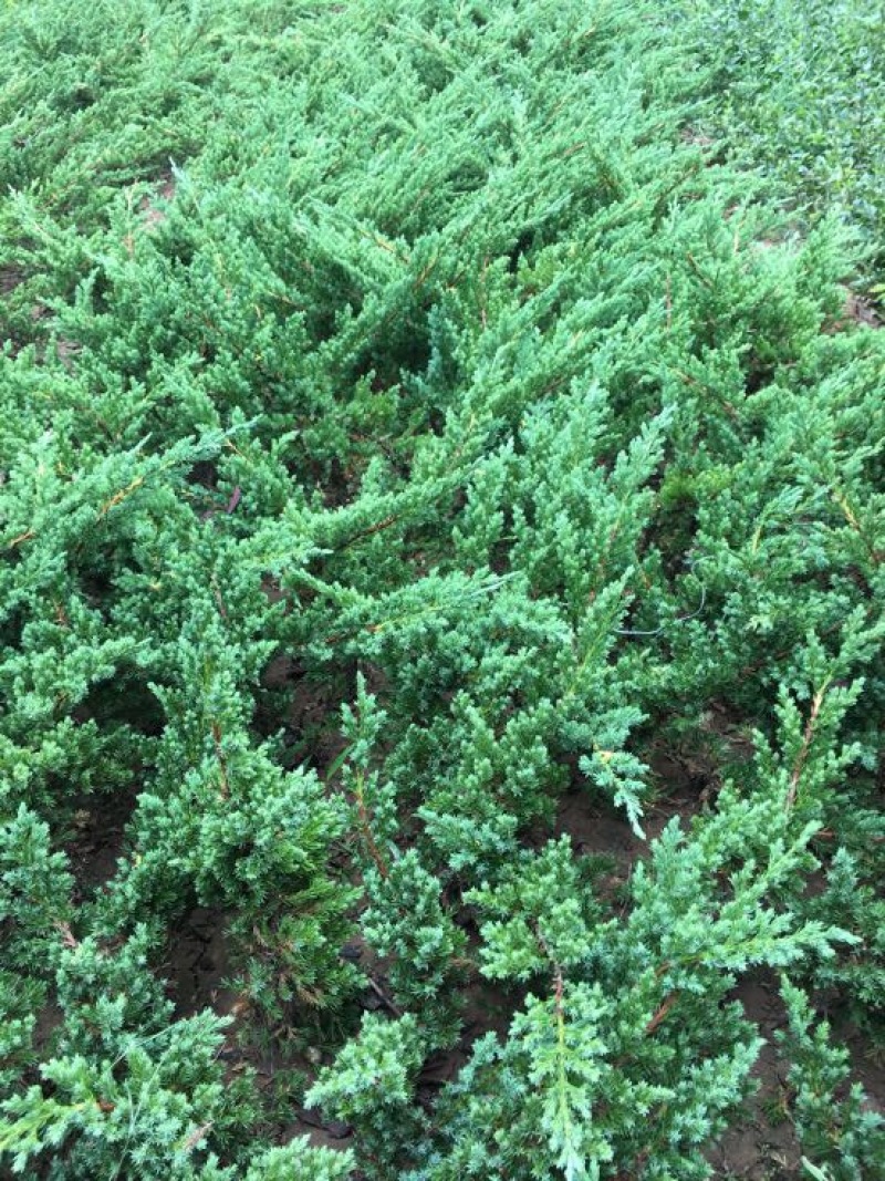 铺地柏地柏苗圃基地直发量大从优高30−60