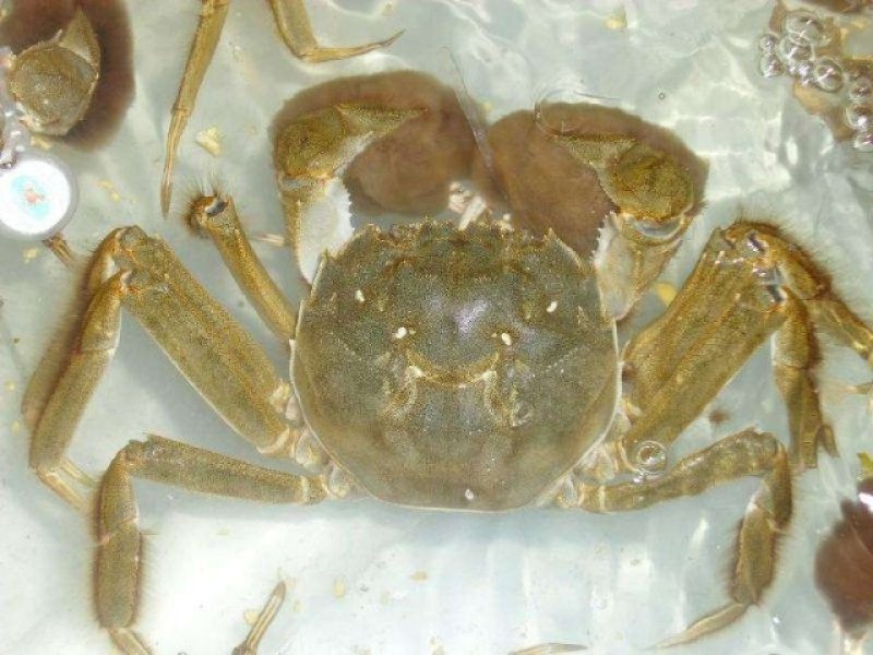 阳澄湖大闸蟹