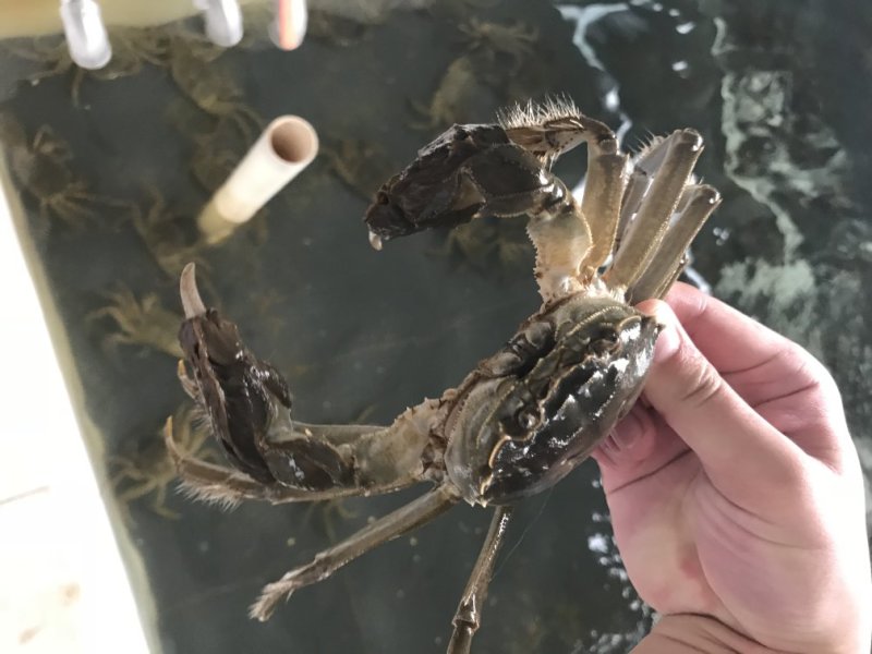 阳澄湖大闸蟹