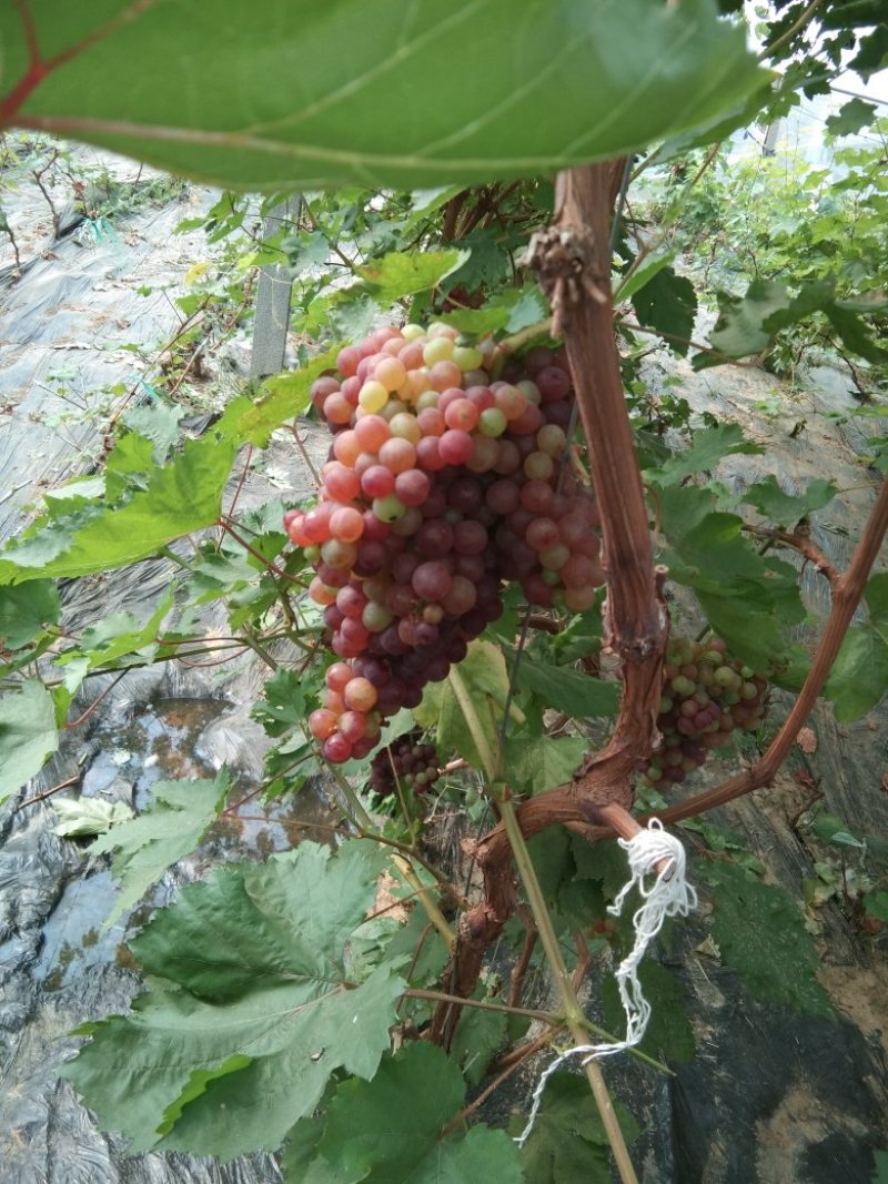 葡萄树