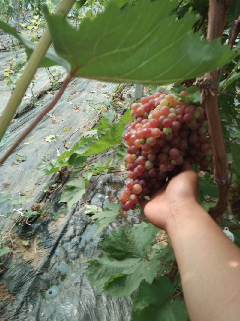 葡萄树