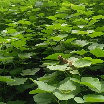 梓树苗1.米以上大量供应