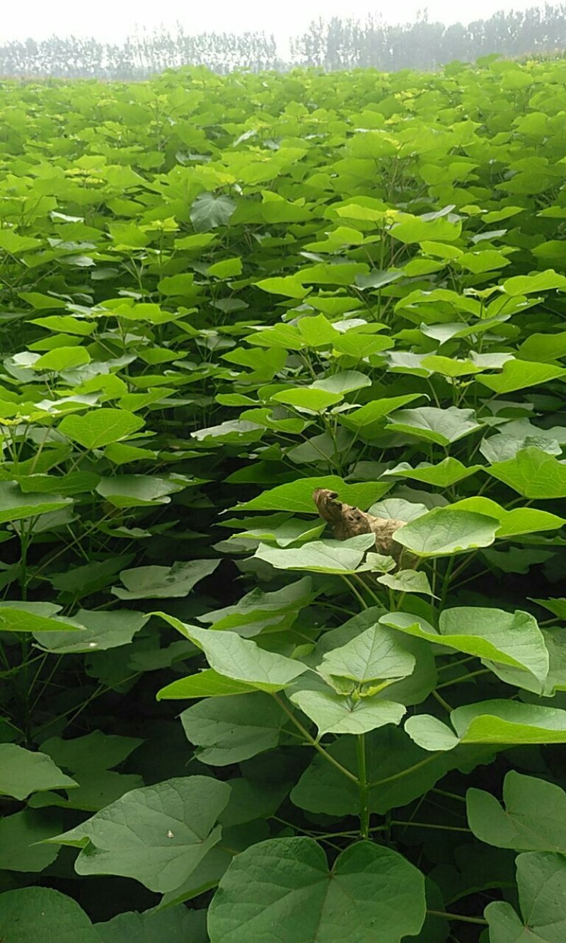 梓树苗1.米以上大量供应
