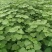 梓树苗1.米以上大量供应