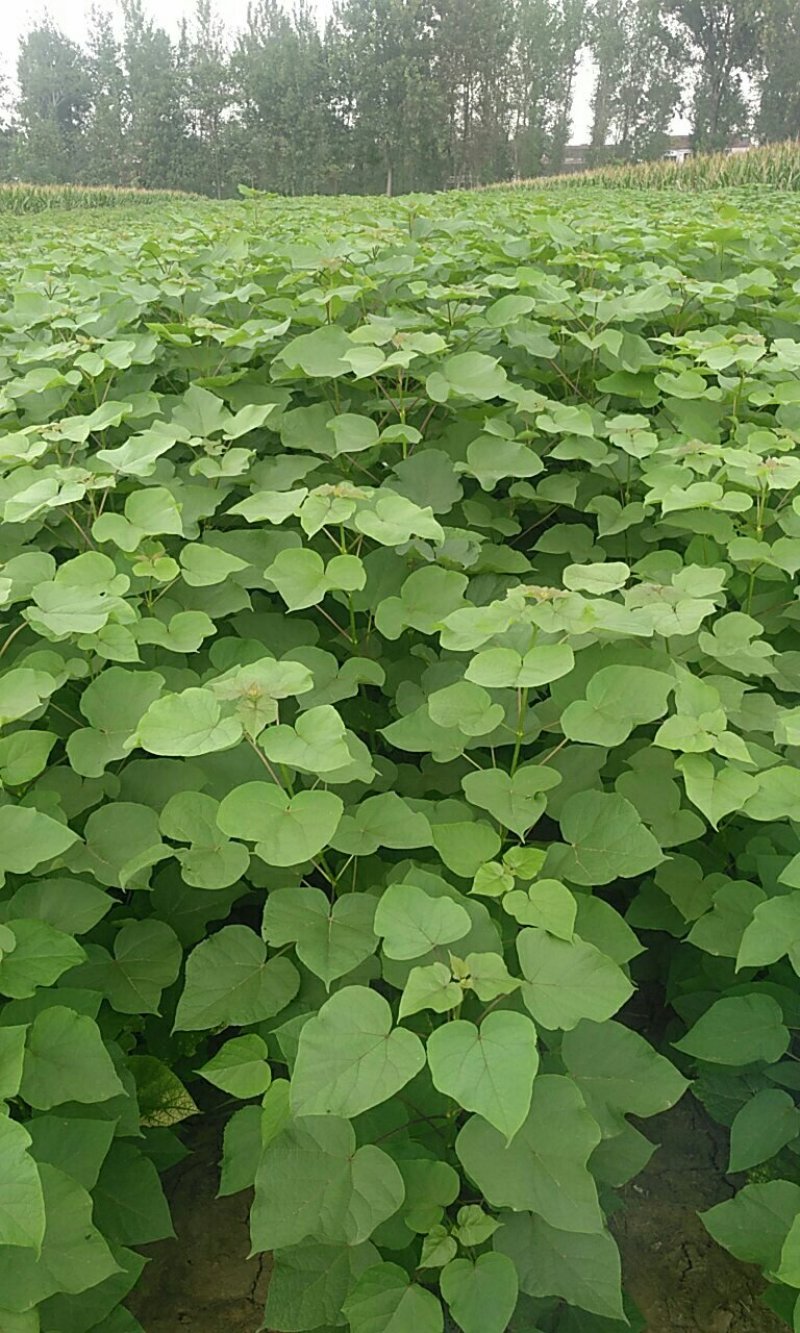 梓树苗1.米以上大量供应