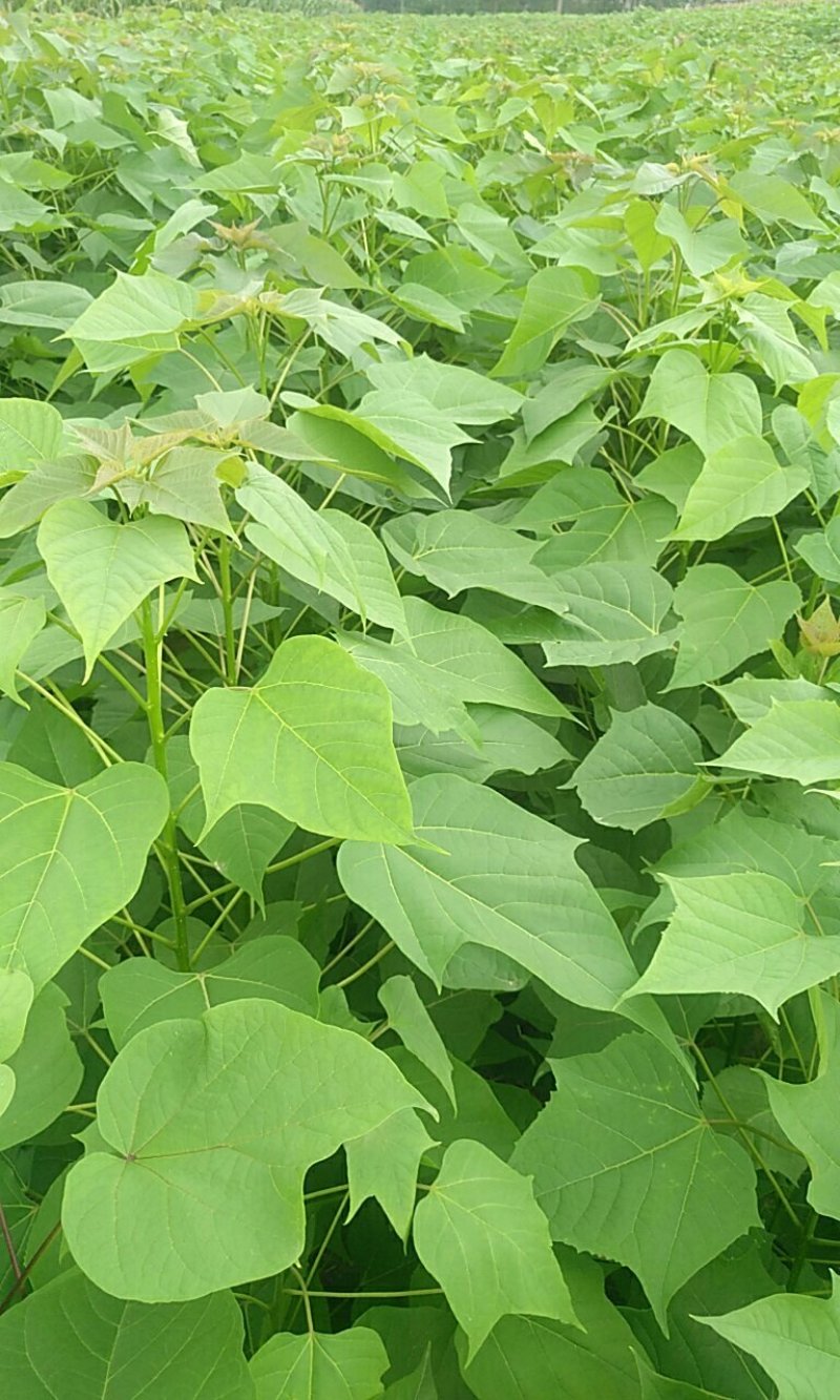 梓树苗1.米以上大量供应