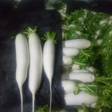 袋装散装白萝卜，各种规格
