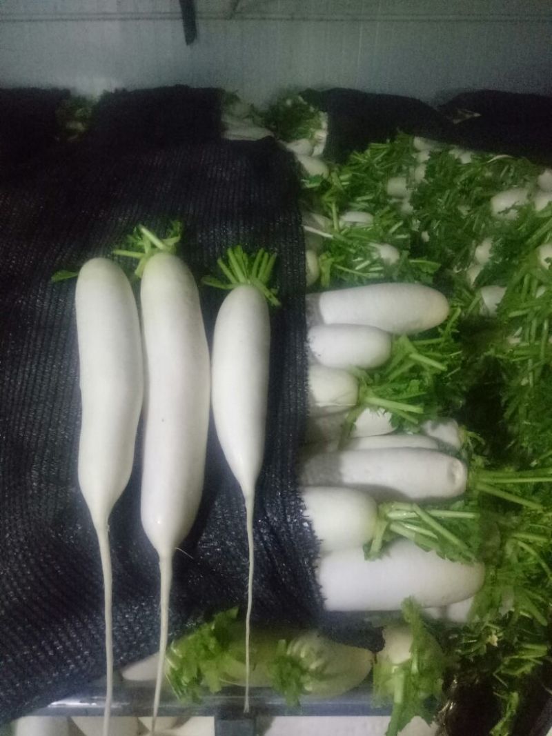 袋装散装白萝卜，各种规格