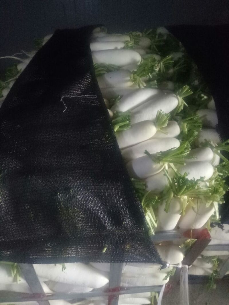 袋装散装白萝卜，各种规格
