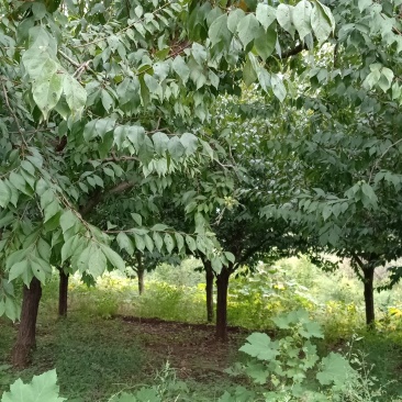 李子树