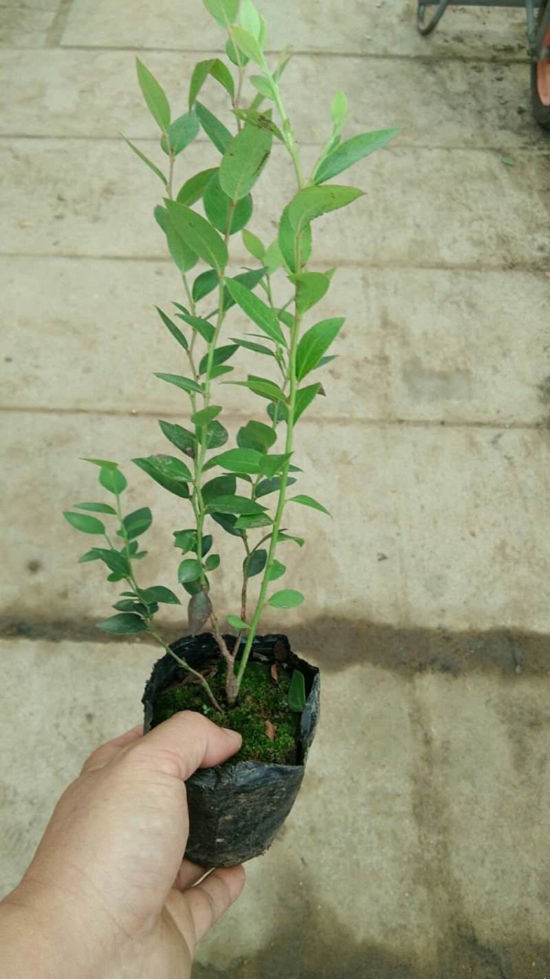 蓝莓