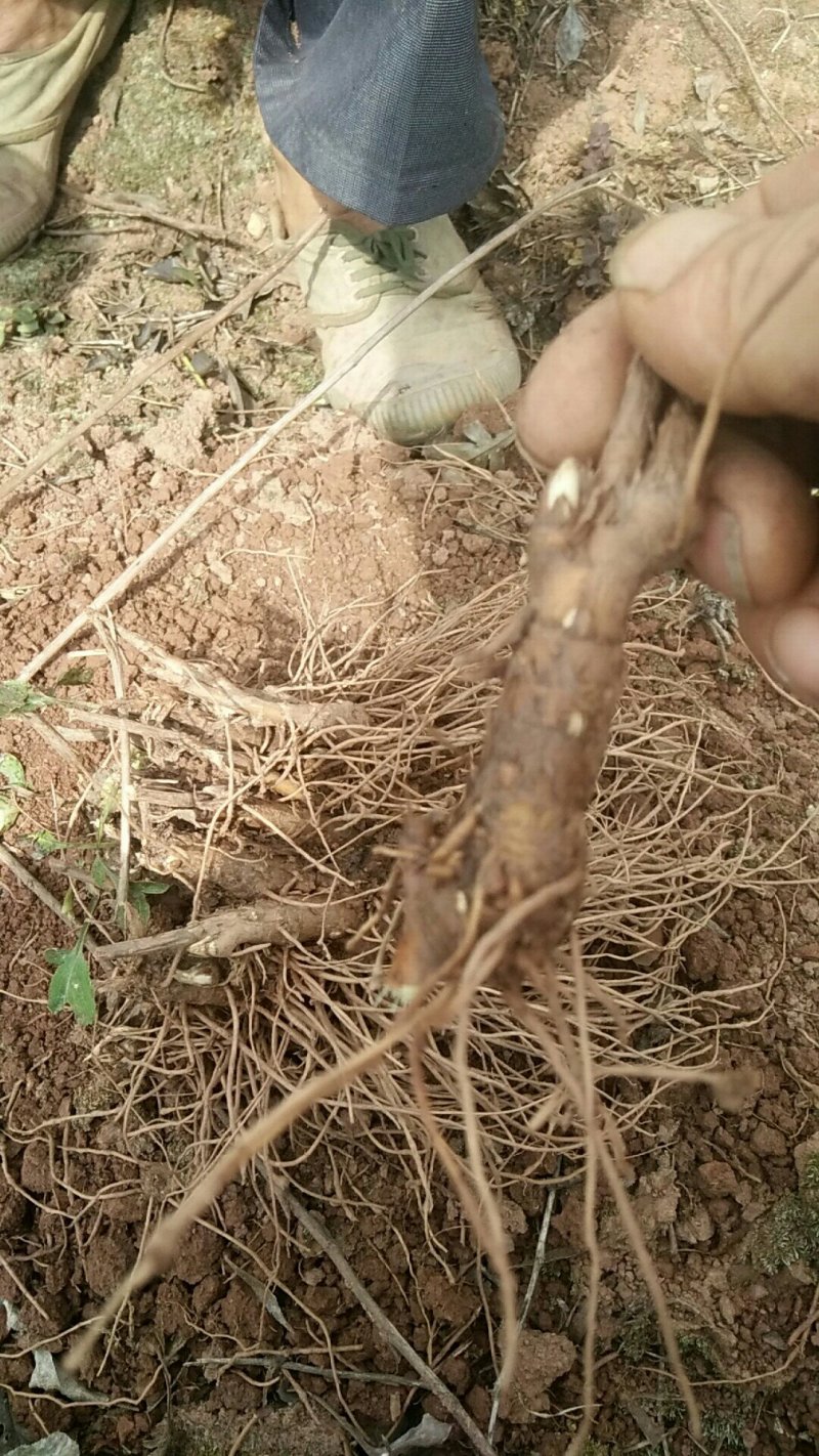 苍术