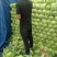 精品甘蓝大量有货精品甘蓝