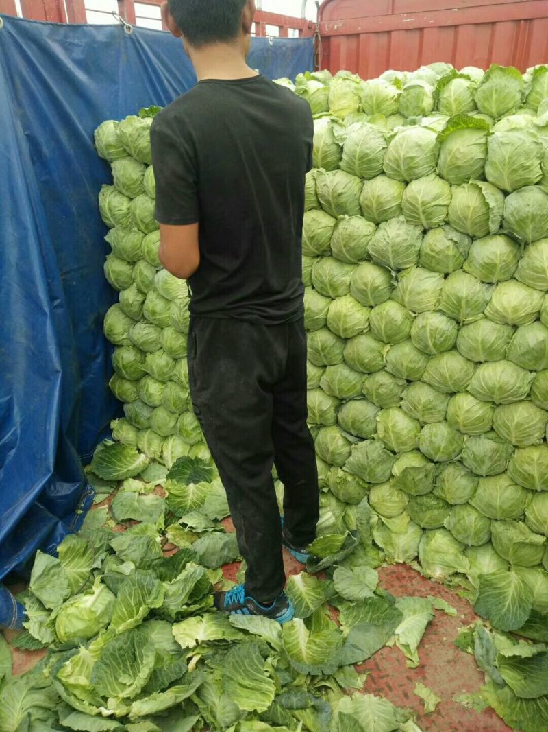精品甘蓝大量有货精品甘蓝