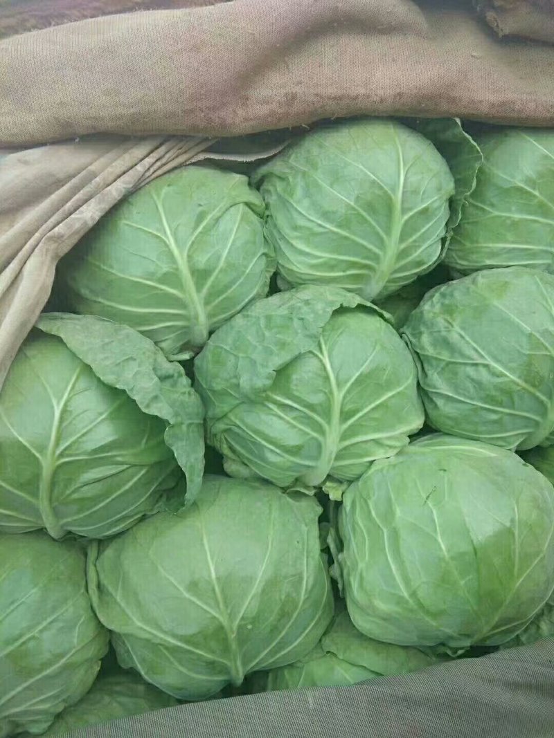 精品甘蓝大量有货精品甘蓝