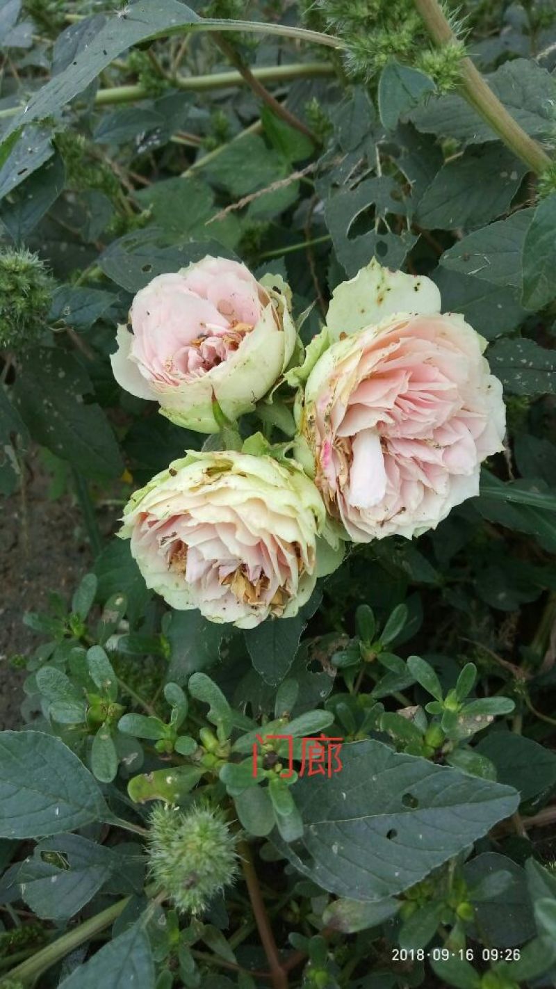 大花月季两年生