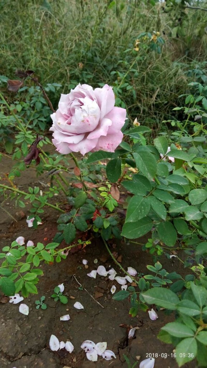 大花月季两年生