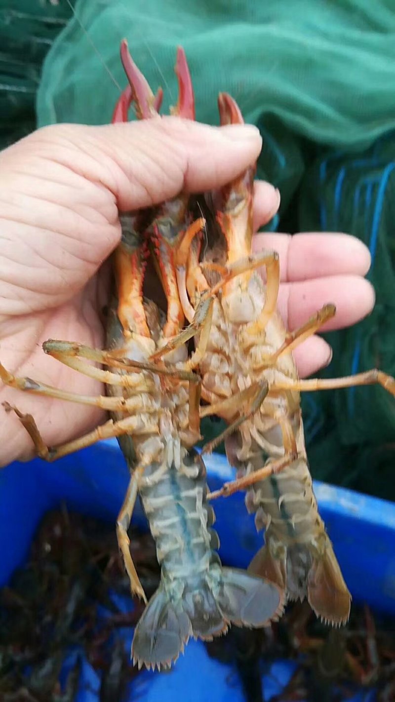 润派龙虾饲料28蛋白小龙虾饲料小龙虾养殖鳌虾虾粮全国包邮