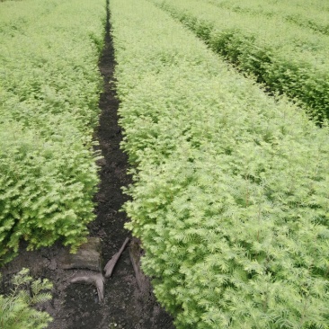 水杉一年苗高度30公分