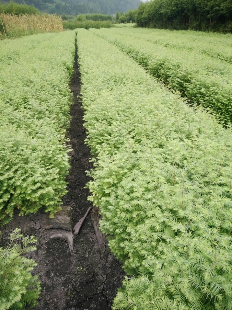 水杉一年苗高度30公分