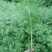 水杉一年苗高度30公分