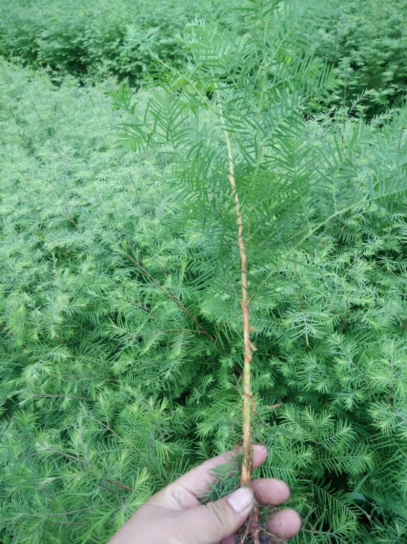水杉一年苗高度30公分