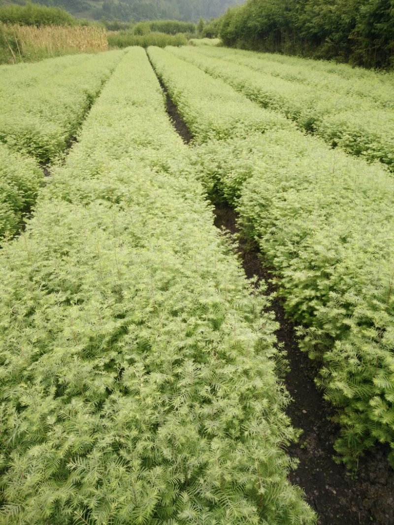 水杉一年苗高度30公分