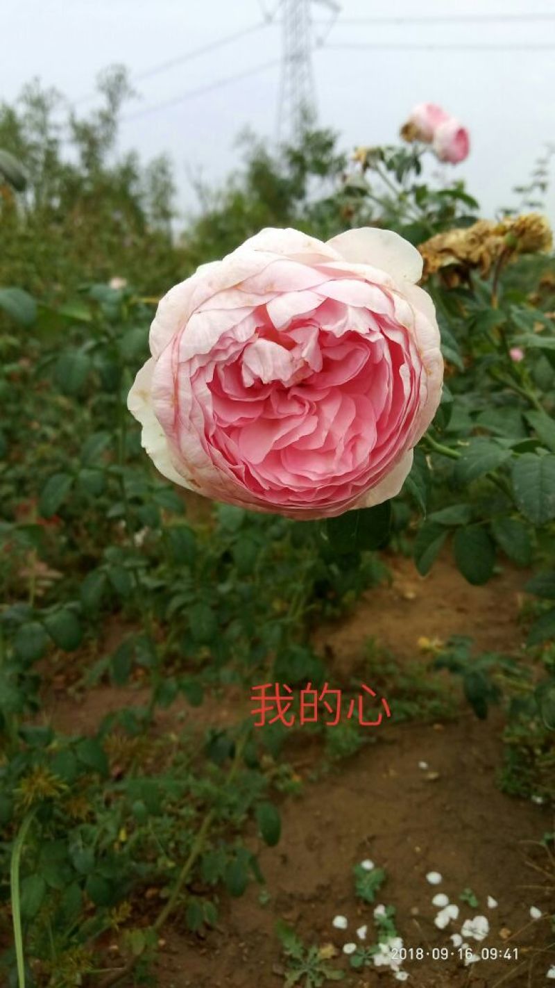 精品欧月